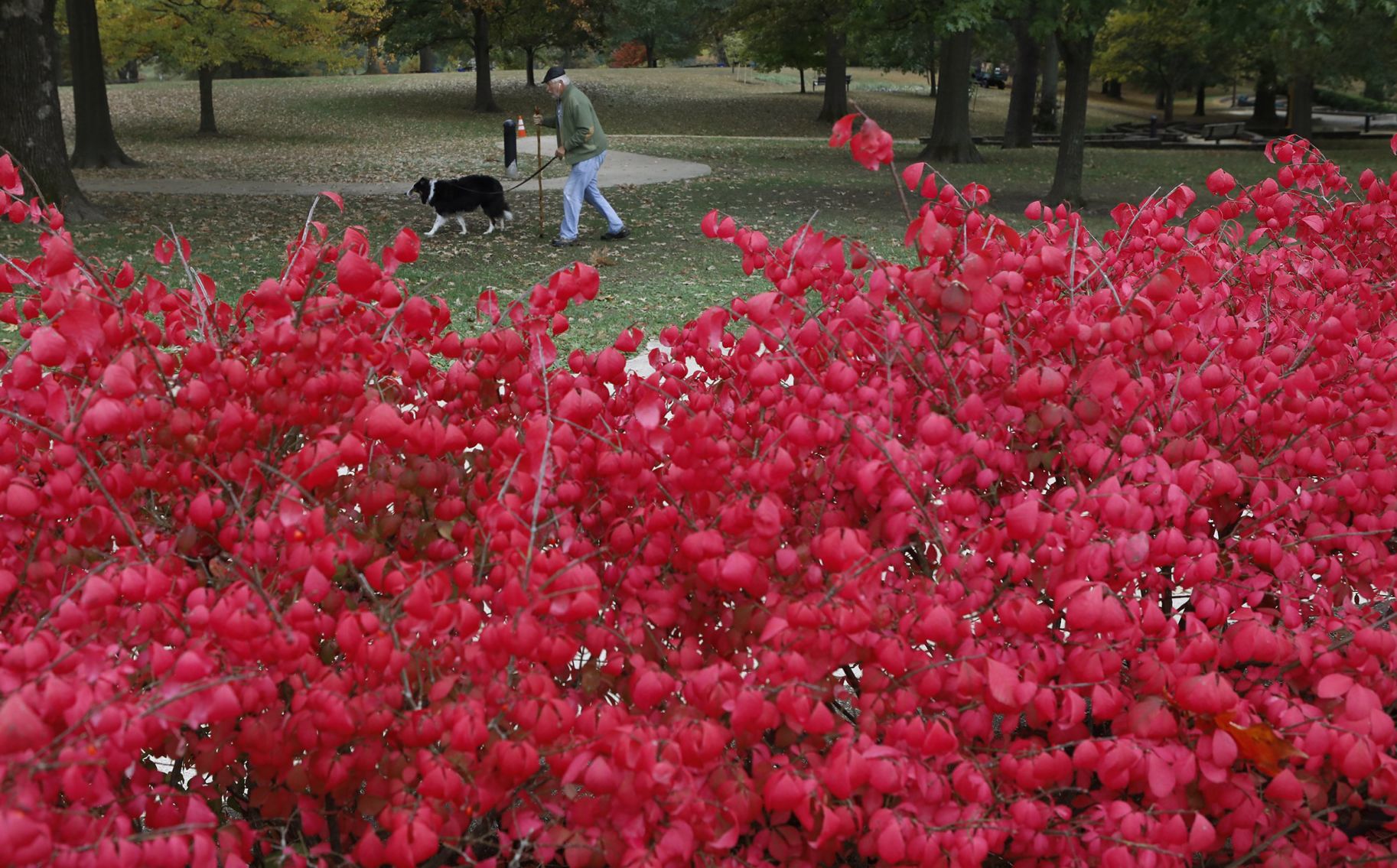 Fall Arrives in the St. Louis region